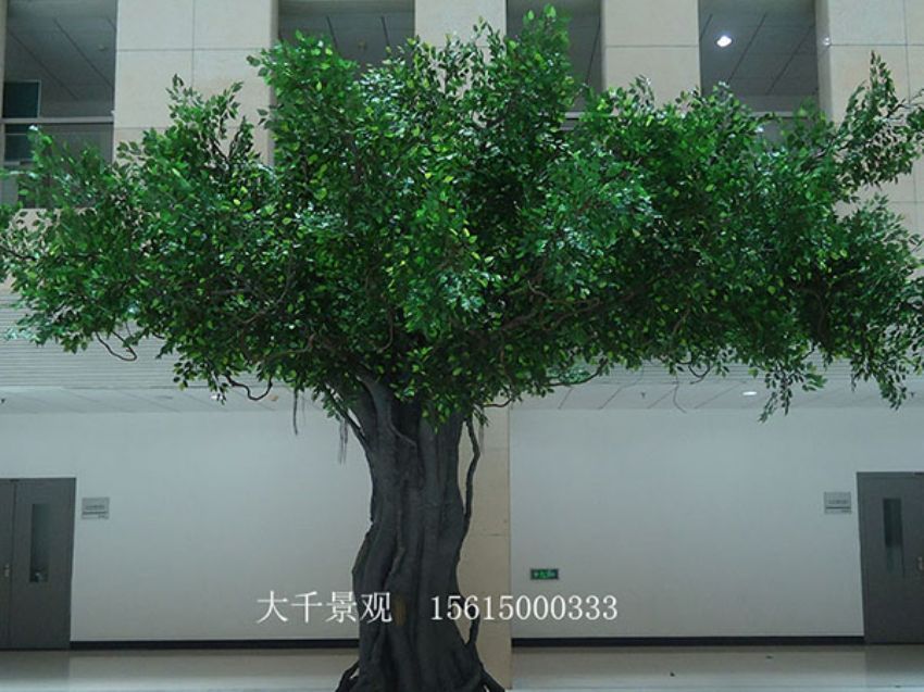 點擊查看詳細信息<br>標題：室內榕樹 閱讀次數：1403