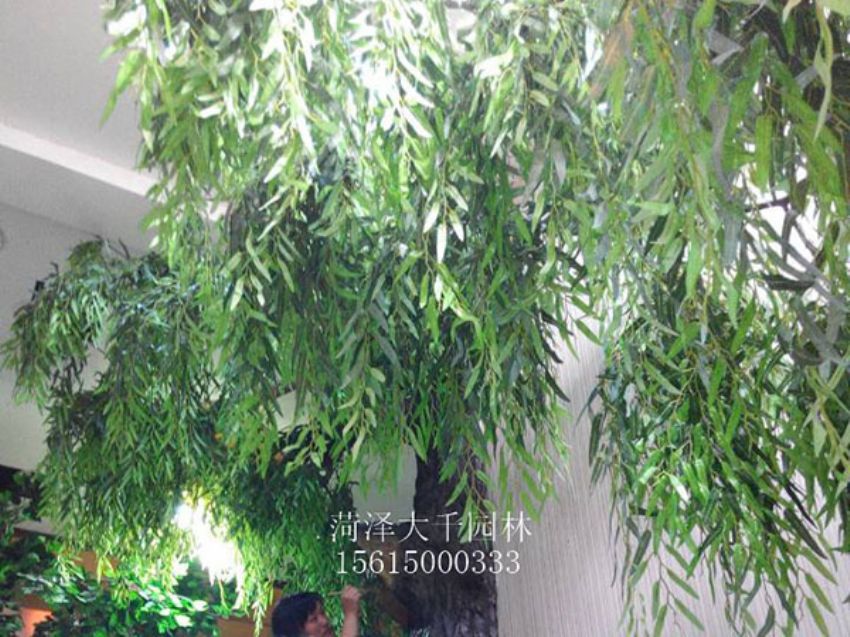 點擊查看詳細信息<br>標題：假樹 閱讀次數：1342