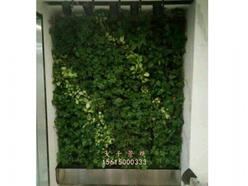 點擊查看詳細信息<br>標題：綠植墻 閱讀次數：2069