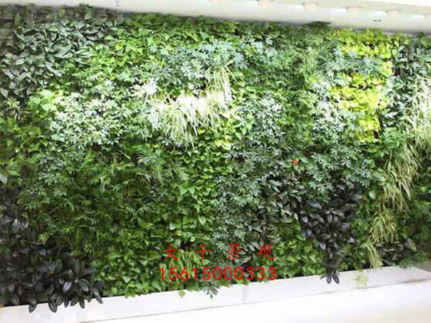 點擊查看詳細信息<br>標題：綠植墻 閱讀次數：2359